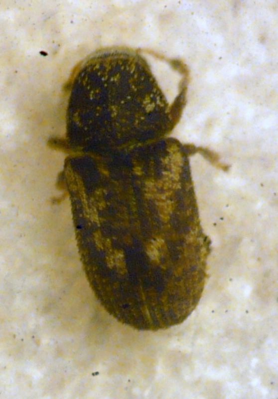 Pteleobius vittatus (Fabricius, 1787).JPG