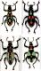 Pachyrhynchini-1.jpg