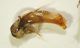 Carab01b 6.2mm.JPG