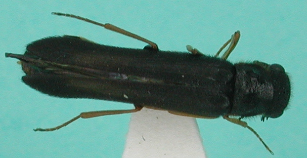 morfospecie 79 M.JPG