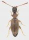 Anthicidae_Roma_Parco_Aniene_1-II-2014_2,75mm_grey.jpg
