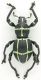 Pachyrrhynchus_moniliferus.jpg