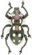 Pachyrrhynchus_perpulcher.jpg