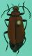 morfospecie 10.JPG