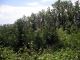 01.A.schaefferi_habitat.jpg