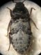 IMG_7619aa D. frischii.JPG