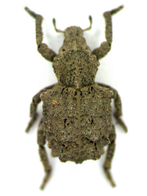 Curculionidae.JPG