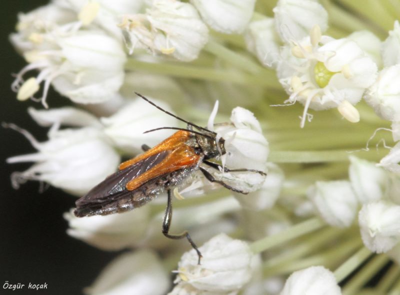 Ermenek_28May2013-Oedemera.jpg