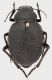 Pimelia_consobrina_confusa_Tunisia_Gabes_21-IV-1980_25mm_grey.jpg