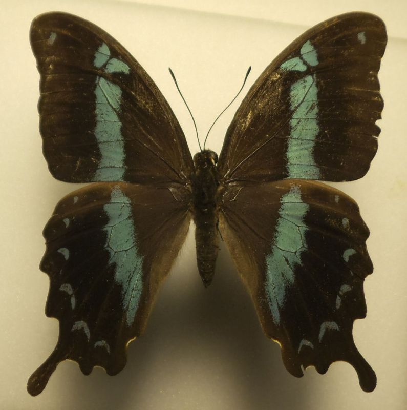 papilio buona.jpg