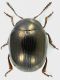 Phaedon_pyritosus_Roma_Parco_Aniene_1-II-2014_3,6mm_grey.jpg