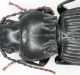 pronoto Pterostichus melanarius.jpg