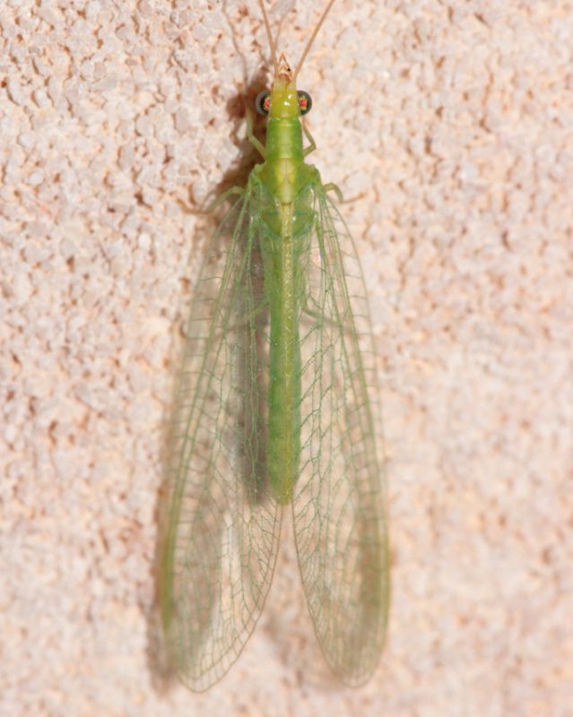 Chrysopidae3.JPG