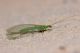 Chrysopidae2.JPG