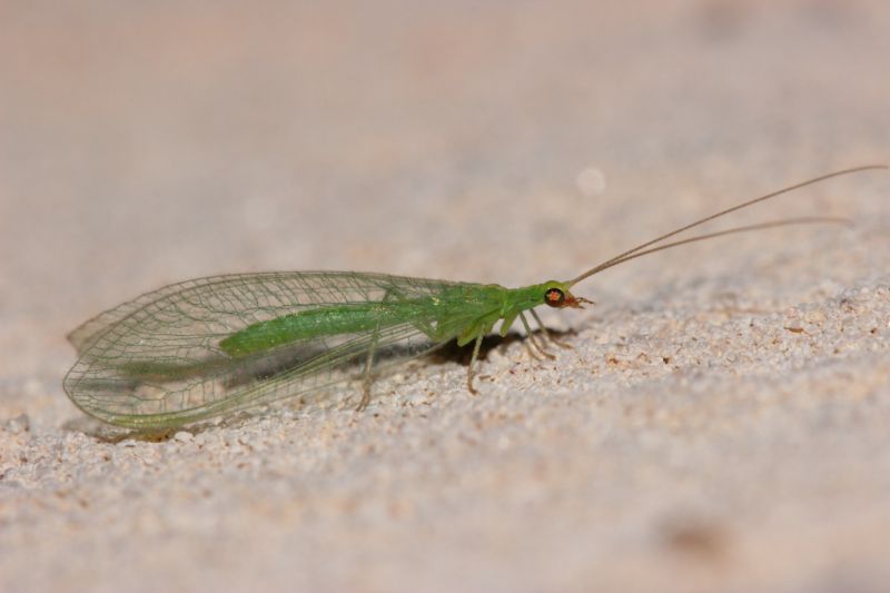 Chrysopidae2.JPG