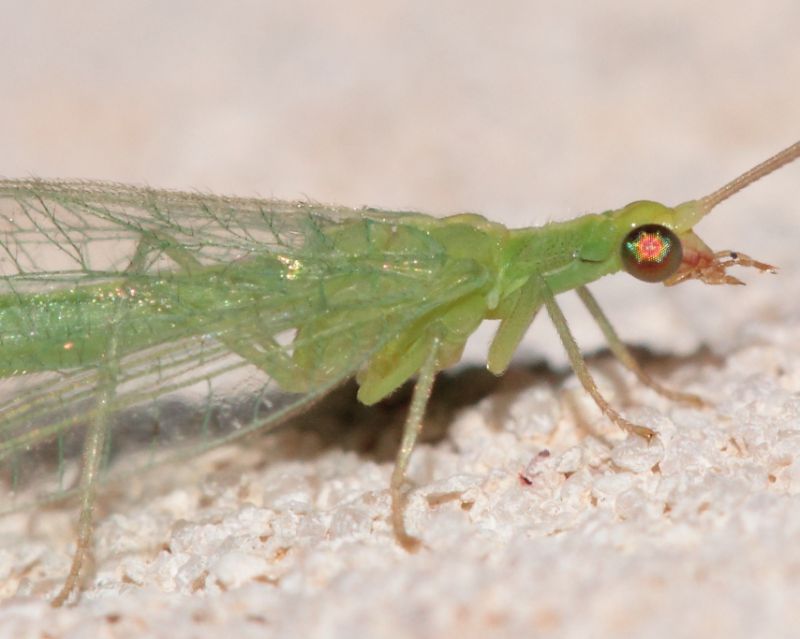 Chrysopidae1.JPG