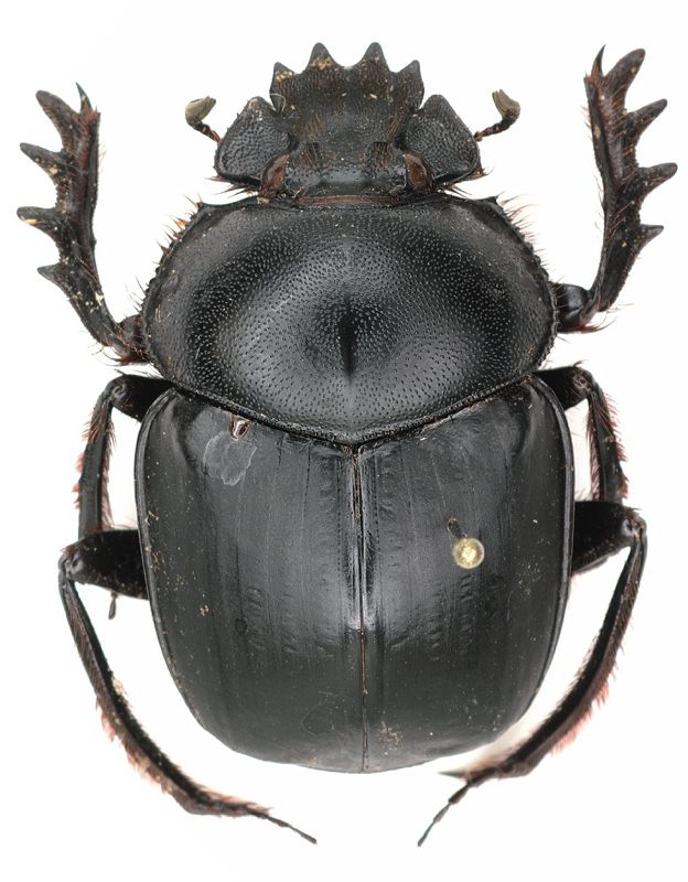 Scarabaeus_dorsal_from Madras India.jpg