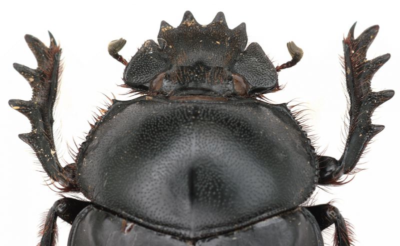 Scarabaeus_head_from Madras India.jpg