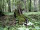Alosterna ingrica_habitat.jpg