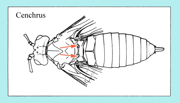 cenchrus.jpg