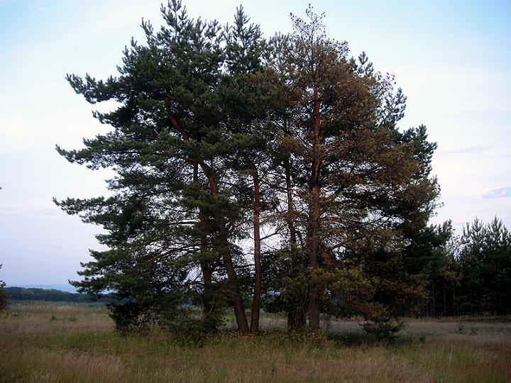 Nothorhina_CZ_Bzenec_01.VII.2010.jpg