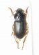 Harpalus (Pseudoophonus) cfr. rufipes.JPG