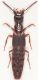 Staphylinidae-spiaggia.jpg