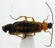 morfospecie 6.JPG