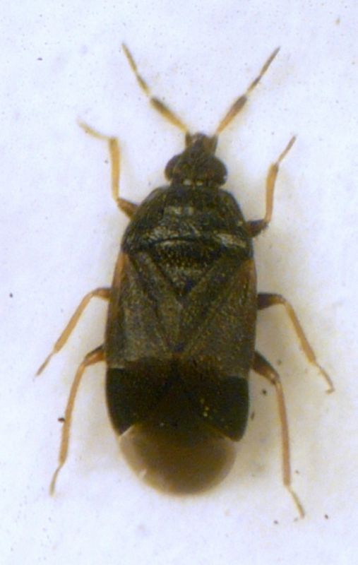 Cardiastethus nazarenus Reuter, 1884 - Anthocoridae.JPG
