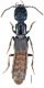 Cafius cicatricosus Erichson, 1840 .jpg