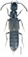 Cafius xantholoma (Gravenhorst, 1806).jpg