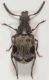 Bruchidius-marginalis.jpg