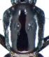 Cafius cicatricosus Erichson,  1840.jpg