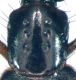 Cafius xantholoma  (Gravenhorst, 1806).jpg