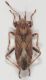 Henestaris-laticeps-up.jpg