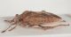 Henestaris-laticeps-lateral.jpg