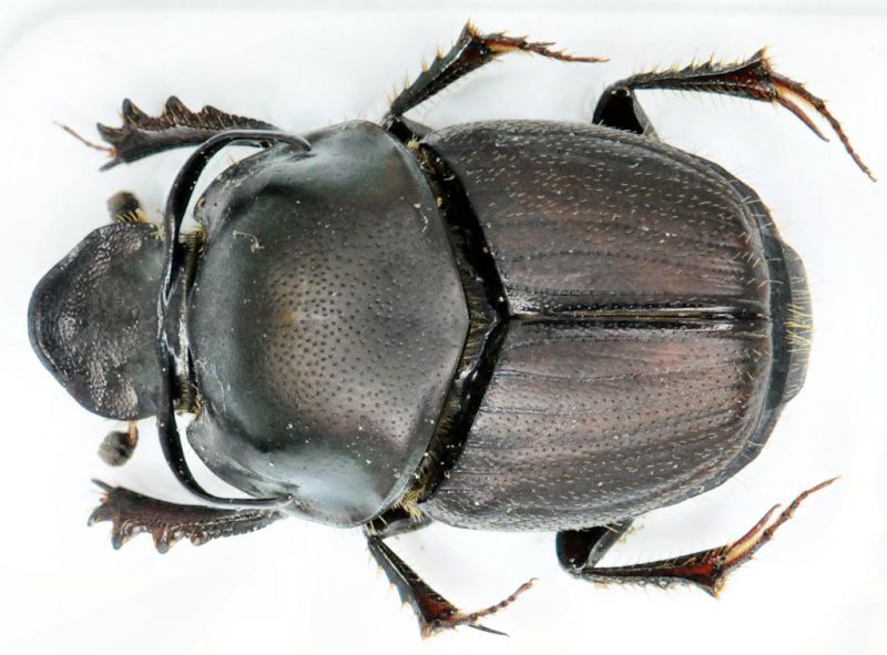 Onthophagus illyricus.jpg