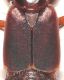 Staphylinidae-spiaggia-dett_elitre.jpg