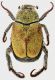 Hoplia_maremmana_Ostia_Castelfusano_5-VI-1980_8,5mm_grey.jpg