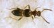 Myrmecocephalus concinnus (Erichson, 1839) - Staphylinidae Aleocharinae - Falagriini ...JPG
