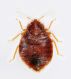 Cimex sp.jpg