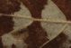 gal acar fulv crop.jpg