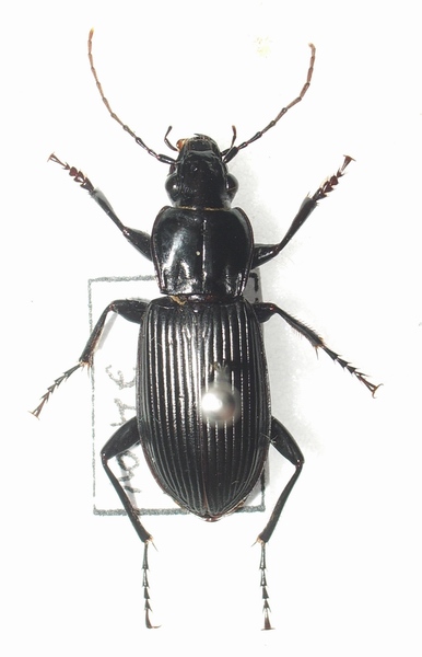 Pterostichus niger.JPG