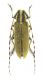 Agapanthia cretica.JPG
