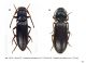 Propsephus.jpg