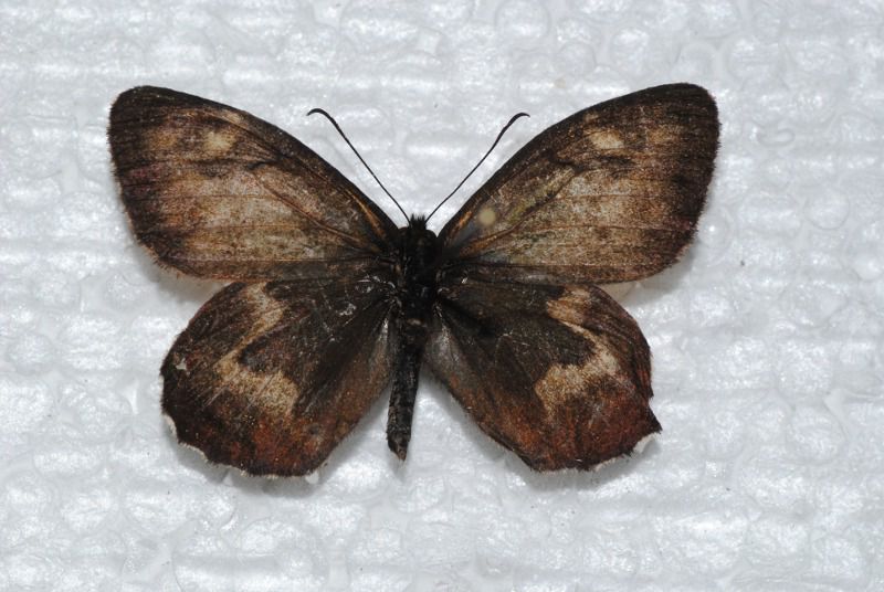 0058-A-Hipparchia (Parahipparchia) azorinus.jpg