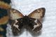 0058-B-Hipparchia (Parahipparchia) azorinus.jpg