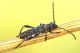 Stenopterus_ater1_1024.jpg