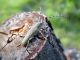 Saperda similis_06.jpg