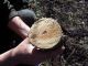 Saperda similis_04.JPG